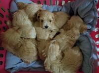 Image of website BarMor Pupples