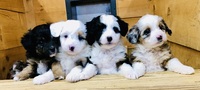 Image of website White Pine Farm