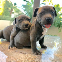 Image of website Puppies Finder