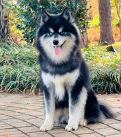 Image of website POMSKY PUPPIES AVAILABLE NOW