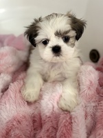 Image of website shih tzu puppys for sale Purely shih tzu