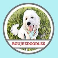 Image of website Boujeedoodles Doodle Puppies