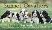 Image of website Sunset Cavaliers breeding champion AKC cavaliers