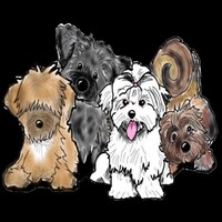 Image of website Seeking Shalom Acres Maltese Havanese Maltipoos