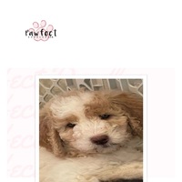 Image of website PAWFECT DOODLES