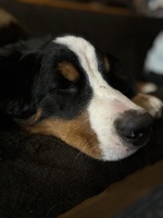 Image of website Bernese mountain dogs and doodles