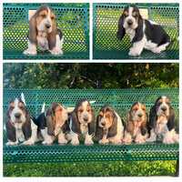 Image of website Emma Lous Baby Bassets