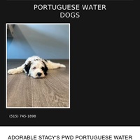 Image of website Stacys PWD Portuguese Water Dogs