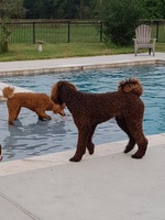 Image of website Pear House Farm Standard Poodles