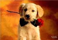 Image of website AKC Golden Retriever Puppies