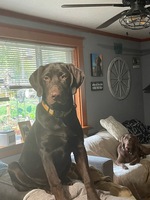 Image of website PNW Labradors