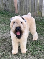 Image of website SLR Kennels Bouviers