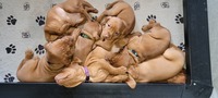 Image of website Smokey Mountain Vizslas