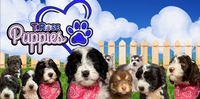 Image of website T Roses Puppies of Michigan