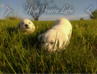 Image of website High Prairie Labs