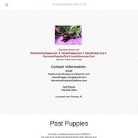 Image of website My Havanese Puppy