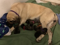 Image of website Southernmastiffs