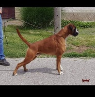 Image of website Boxer Blessings