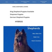 Image of website KING SHEPHERD BREEDER