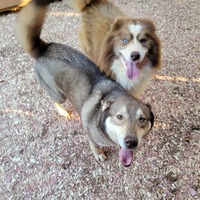 Image of website Coco and Dash puppies