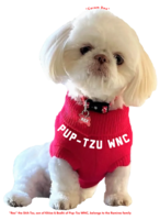 Image of website Shih Tzu Puppy for Sale HEALTH GUARANTEE