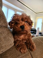 Image of website Grand Rapids Goldendoodles