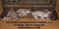 Image of website Southern Siberian Husky Kennel
