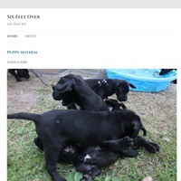 Image of website Puppy blog