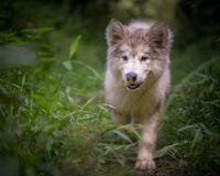 Image of website Grey Wind Alaskan Malamutes