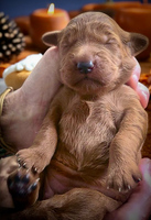 Image of website Kennel In The Pines