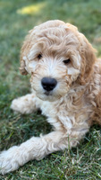 Image of website Rosies Doodle Den
