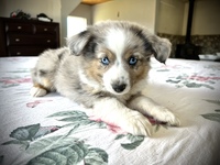 Image of website Toy and Mini Aussie Puppies