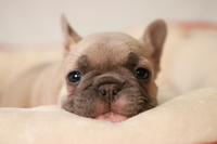 Image of website Crescent City Frenchies