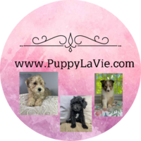 Image of website Puppy La Vie Toy breed puppies