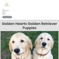 Image of website Golden Retriever Puppies for Sale