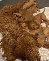 Image of website New Dawn Poodles and Doodles