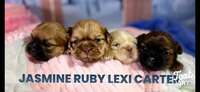 Image of website shih tzu puppys for sale Purely shih tzu