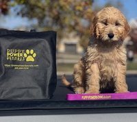 Image of website Apricot Goldendoodle  and Multi Colored Cockapoo