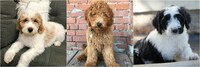 Image of website Quartz Mountain Poodles and Doodles