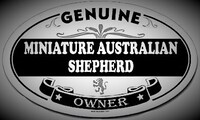 Image of website Cowboy Company K9s Mini and Toy Aussie