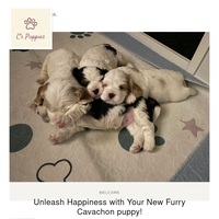 Image of website CsPuppies