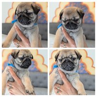 Image of website Puglicious Cuddled Pugs