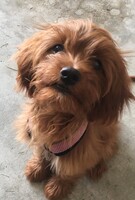 Image of website Circle K Country Pups