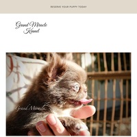 Image of website Grand Miracle Bay Area Chihuahuas