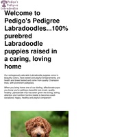 Image of website Pedigos Pedigree Labradoodles