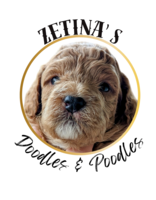 Image of website Doodles Poodles and Double Doodles