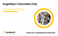 Image of website Angel Spun Yorkies