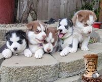 Image of website Whiskey River Siberians