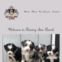 Image of website Raising Star Ranch Toy and Mini Aussies