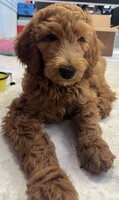 Image of website F1b Goldendoodle Puppies